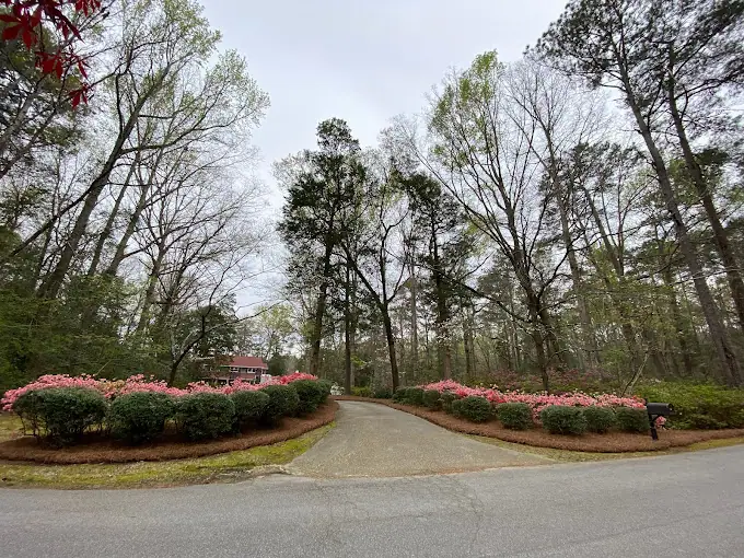 Longleaf pinestraw finished in a customer's beds — azaleas lining a driveway