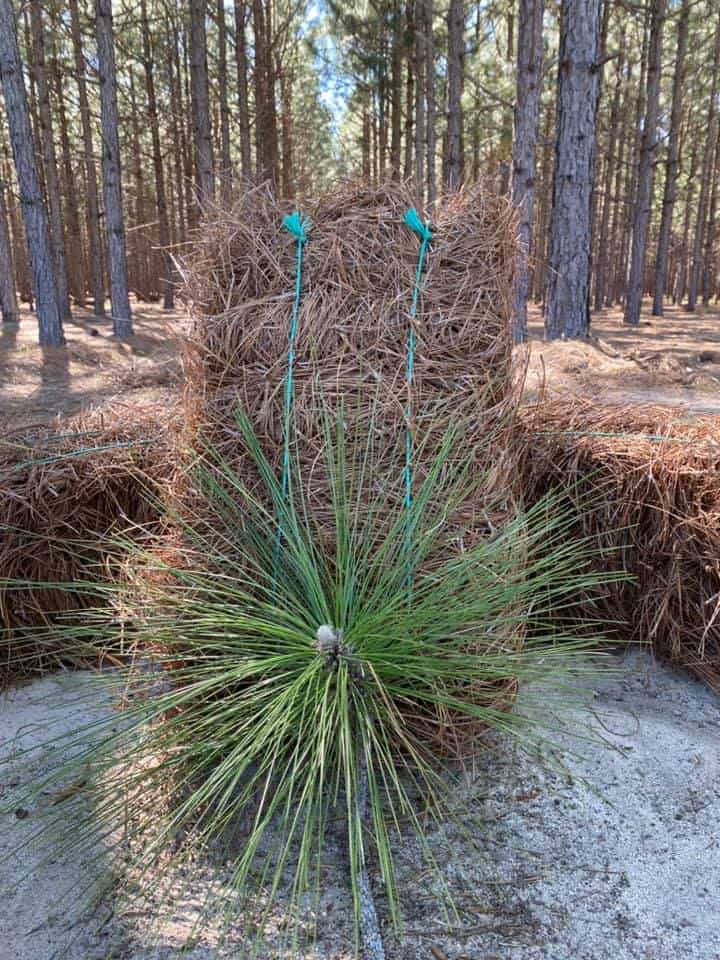 A young longleaf pine in the grass stage in front of a bale of pinestraw on our tree farm