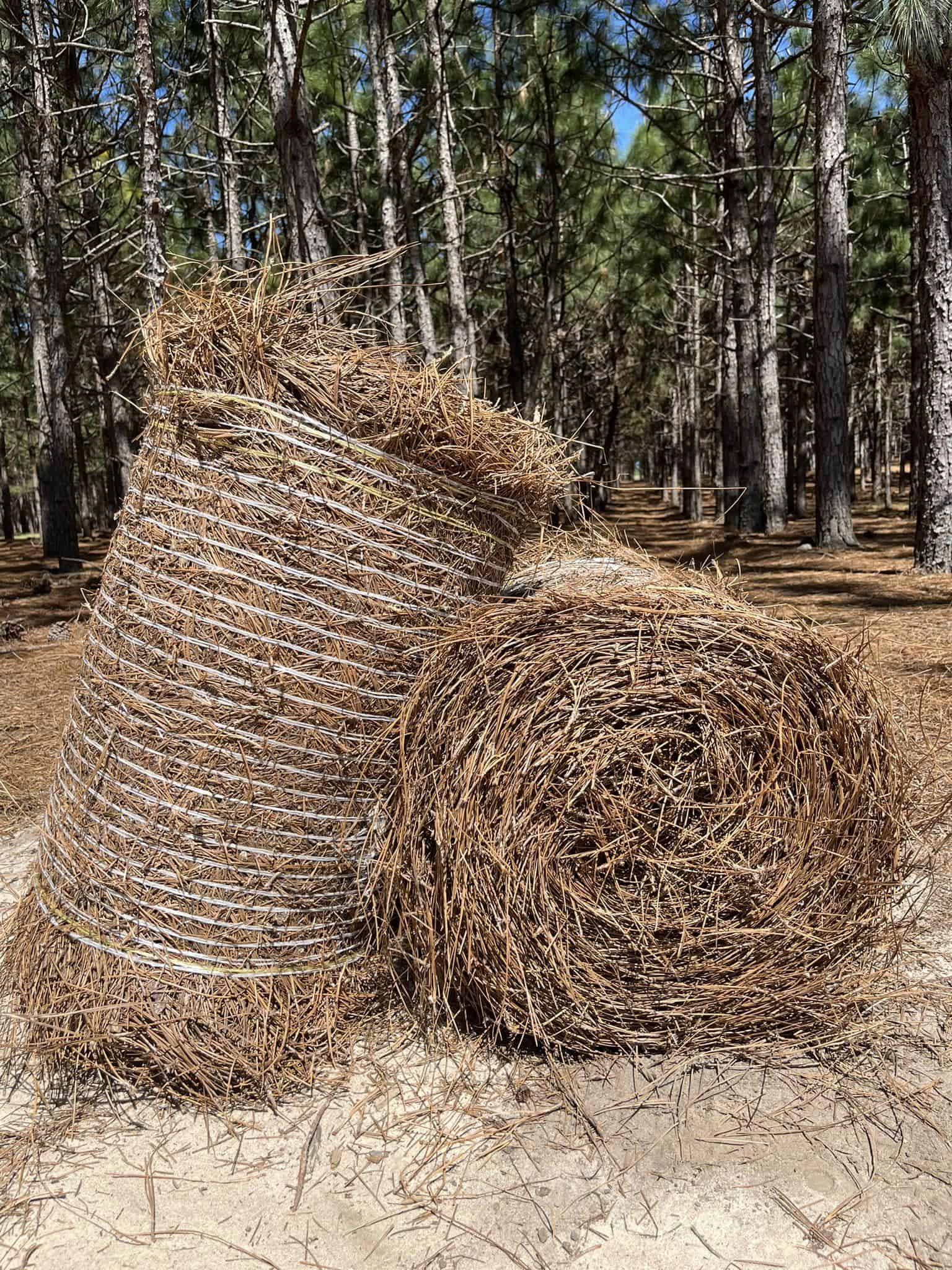 Two large rolls of pinestraw on sandy ground in a raked longleaf stand