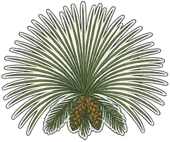 Southern Pinestraw Supply Logo