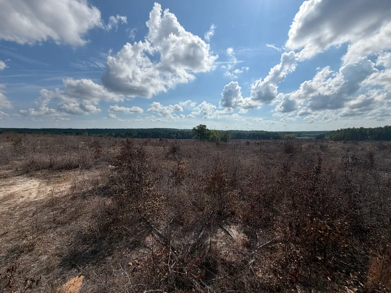 A cutover after spraying: brown brush on sandy ground, with pine stands on the horizon