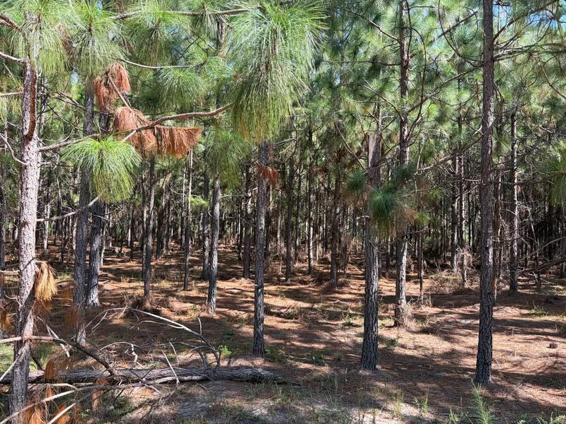 Inside a longleaf stand, with long-needled branches and a floor of pinestraw