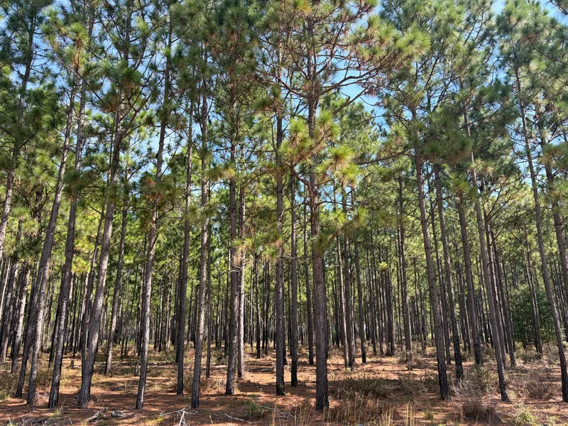 Tall, straight longleaf pines in an open stand, with pinestraw on the ground and blue sky above