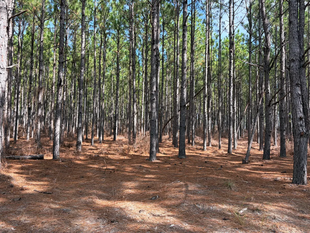 Tall longleaf pines standing over a floor of fallen pinestraw