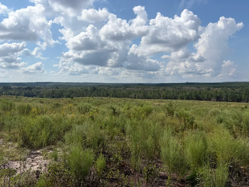 A new longleaf planting grown up in grass and weeds, with older pine stands on the horizon