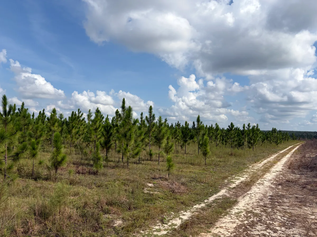 A young stand of longleaf pines under a cloudy sky